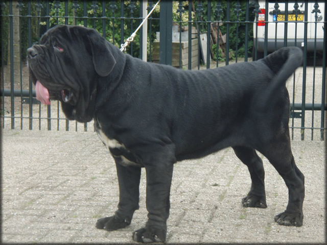 mastino napoletano: Yasmin de Azzurra